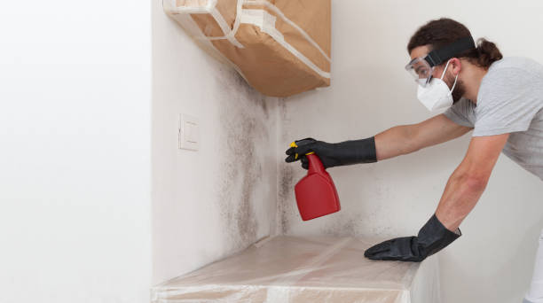 Professional Basement Mold Remediation technician working in Riverside, MD
