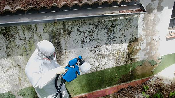 Trusted Basement Mold Remediation service in Riverside, MD - Cheap Mold Removal
